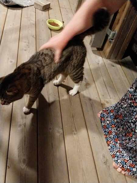 How do you recognise a stray?