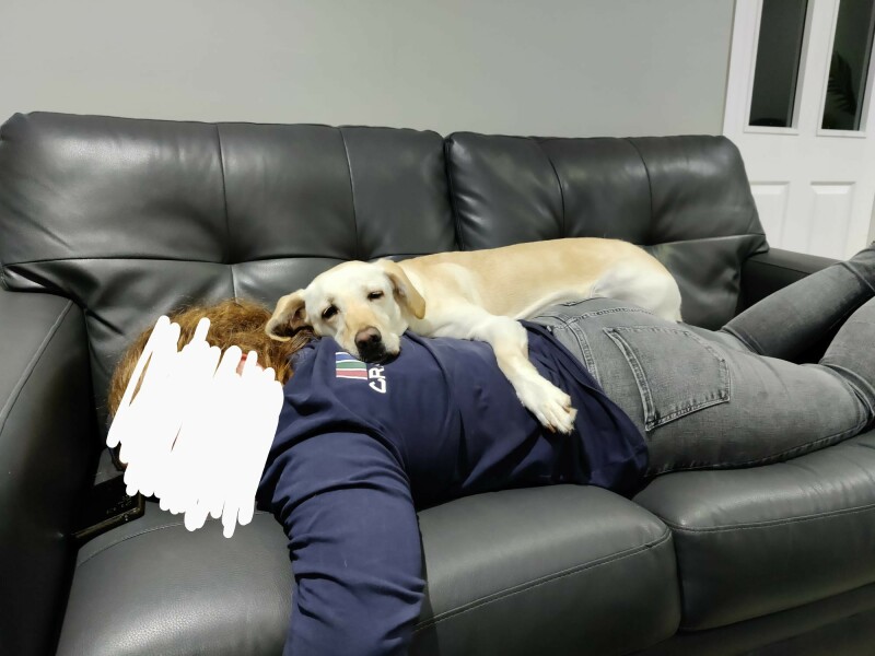 Dog breeds that lean (on people) - do you know any?