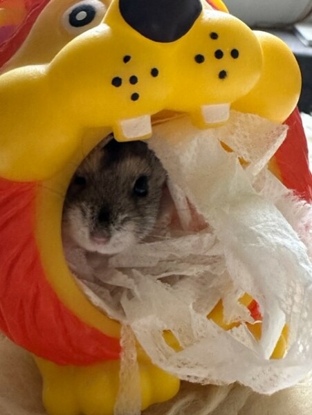 What's your pet doing right now?