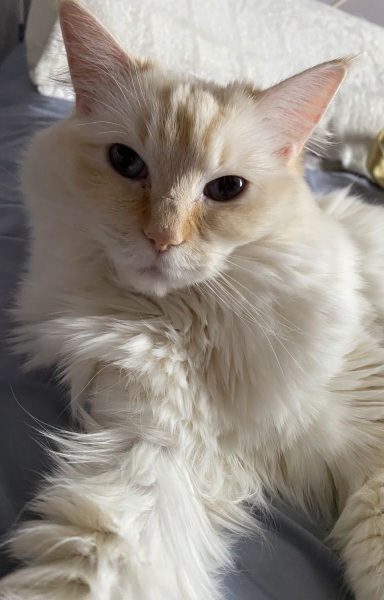 Ragdolls