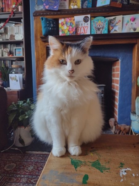 Indoor and outdoor cat?