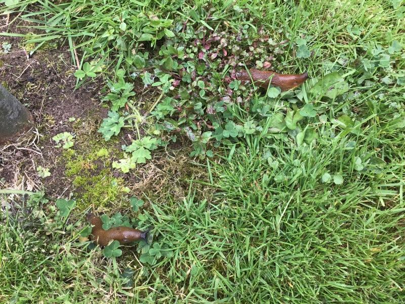 Slug babies (TW pic of slugs)