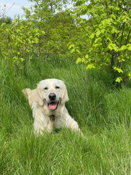 Suddenly nervous dog, any advice?