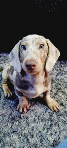FET / IVF August 2023