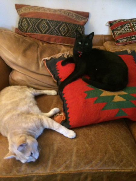 Further Adventures of the Excellent Cats