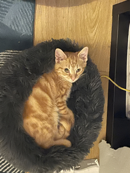 Further Adventures of the Excellent Cats