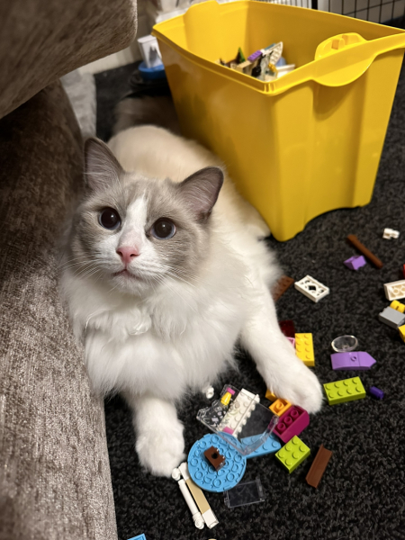 Ragdolls