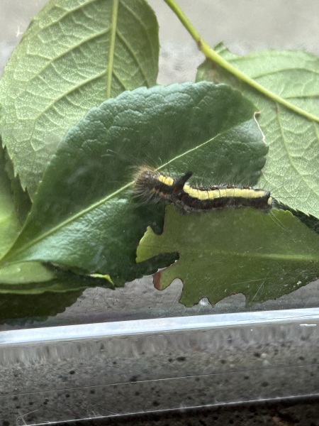 Caterpillar ID help