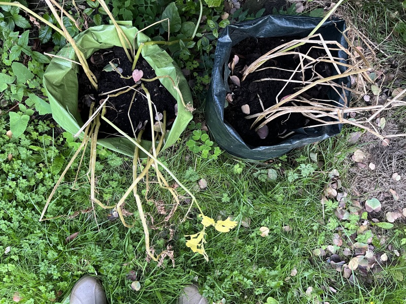 What’s happening with these potatoes!