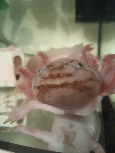 Does anyone know what's wrong with my axolotl?