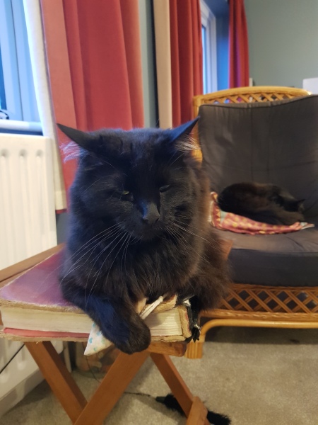 A Very Great Quantity Of Excellent Cats