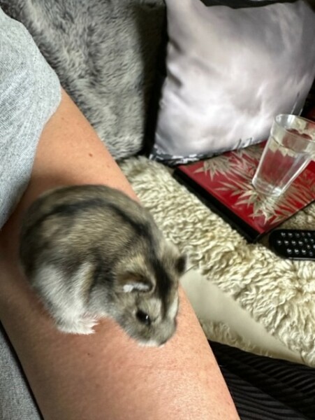 What's your pet doing right now?