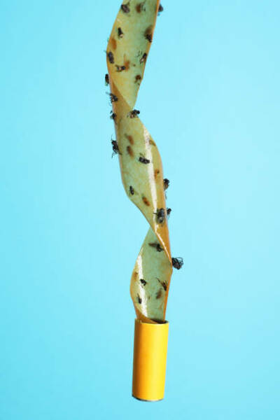 Help me not feel such a fool about fruit flies! - light-hearted