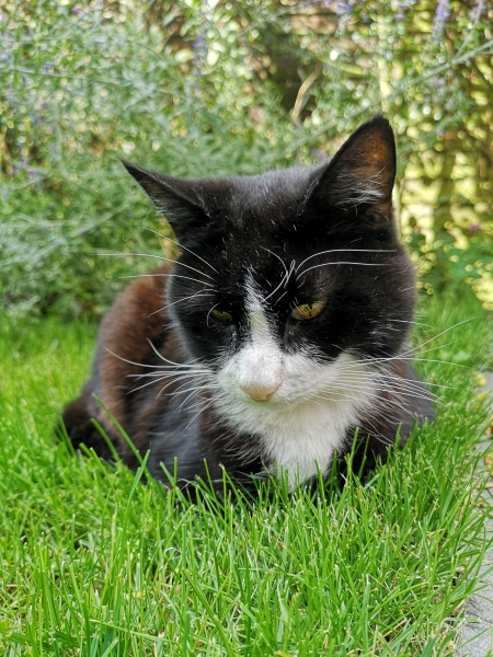 Would you get a pet pts because of the cost of treatment? 