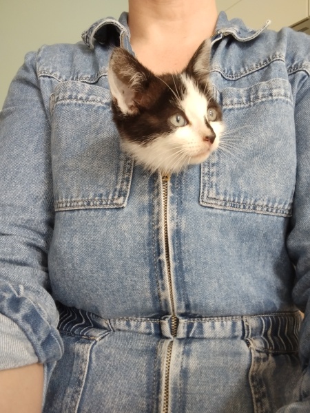 A Very Great Quantity Of Excellent Cats