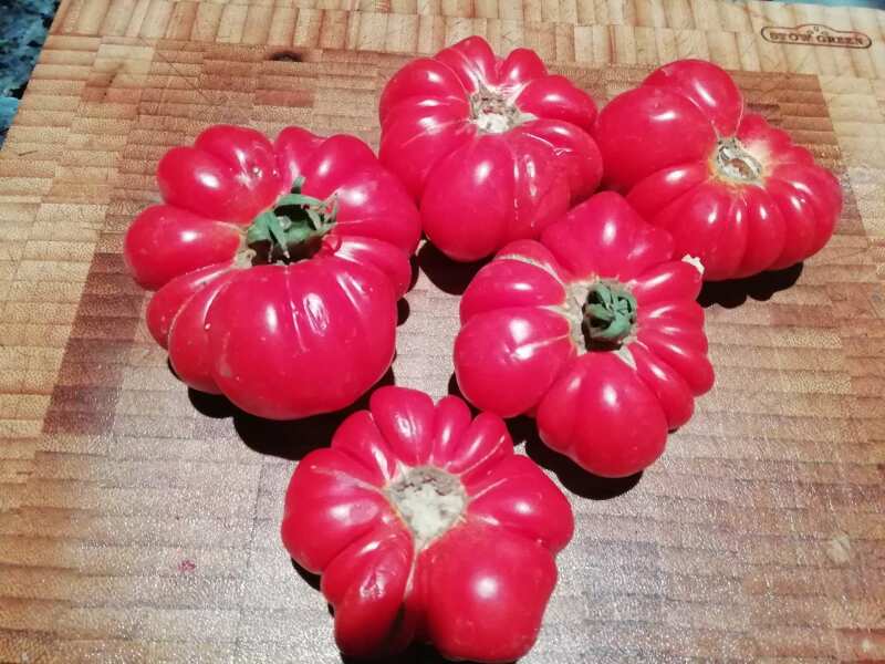 The Vegetable Patch Mark 2