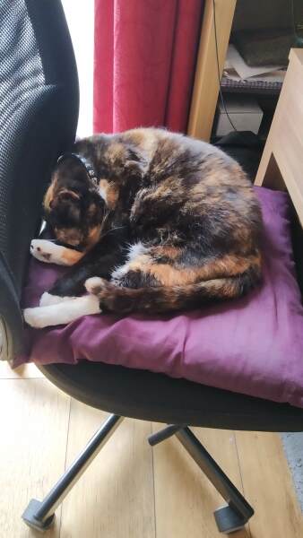 Cat has taken over office chair
