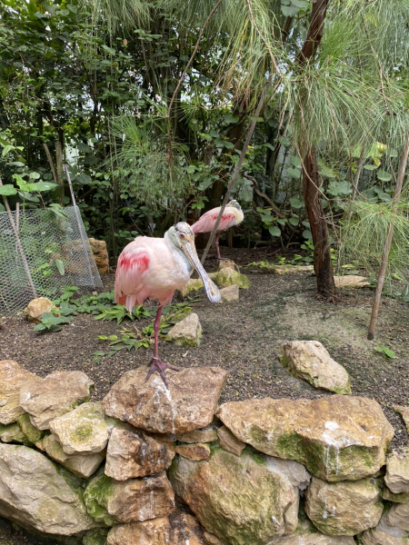 The Saxenda Sisterhood 