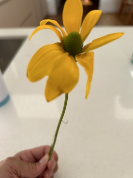 Plant ID please :)