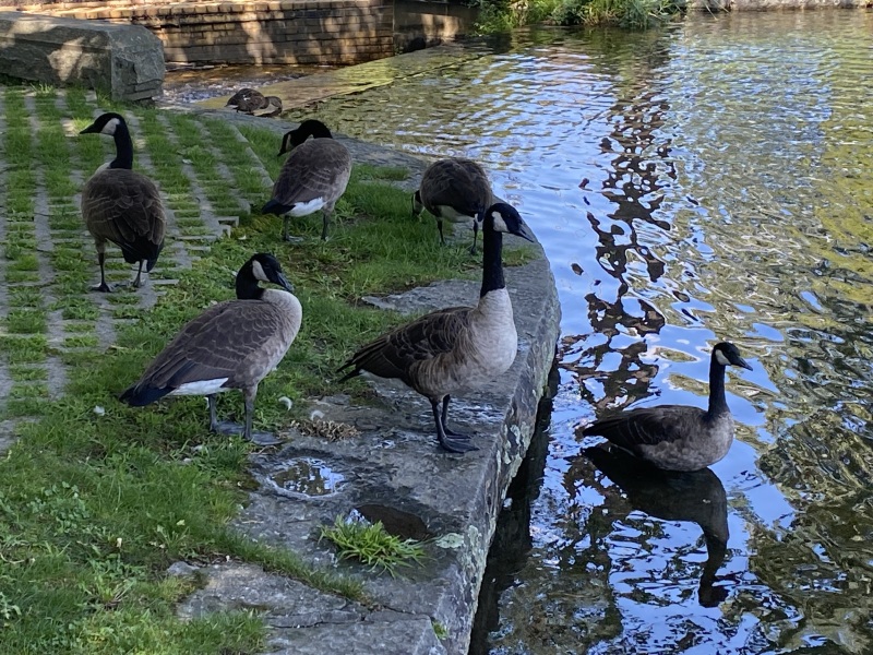 Come and tell me your dull and unexciting news 26: Calmly through the day 