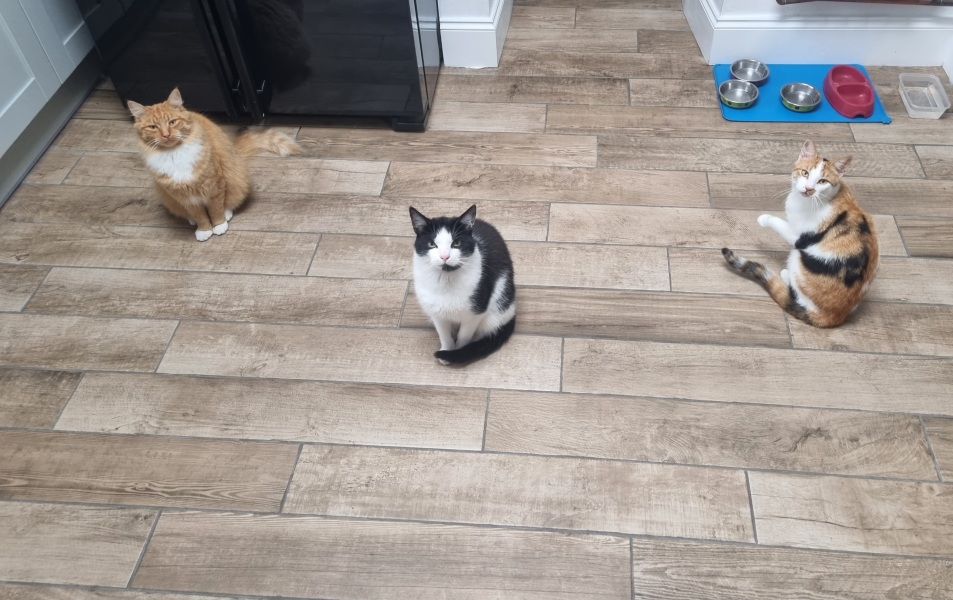 International cat day