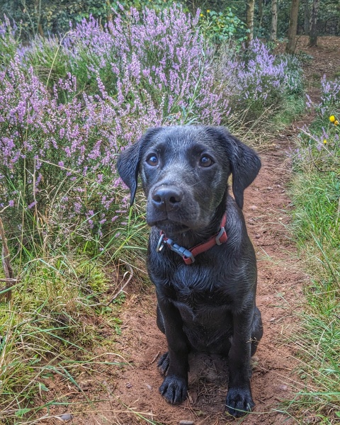 Puppy survival thread part 2