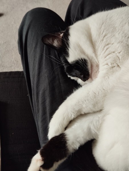 Call me a crazy cat lady if you will....
