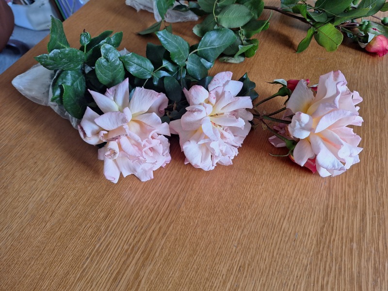 Wish me luck with these rose cuttings