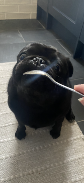 What's your pet doing right now?