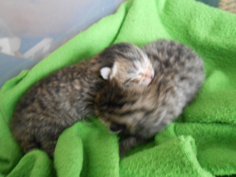 Cat just had kitten help