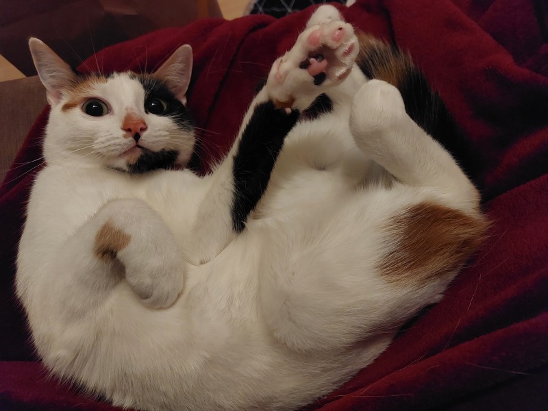 Call me a crazy cat lady if you will....