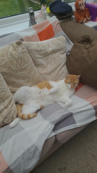 About new kitten?
