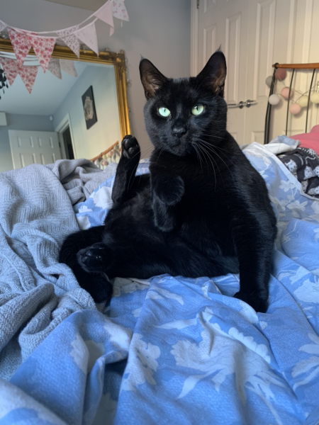 Further Adventures of the Excellent Cats