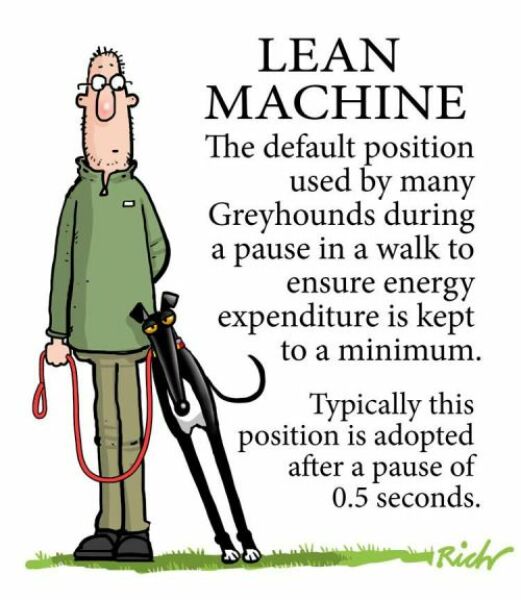 Dog breeds that lean (on people) - do you know any?