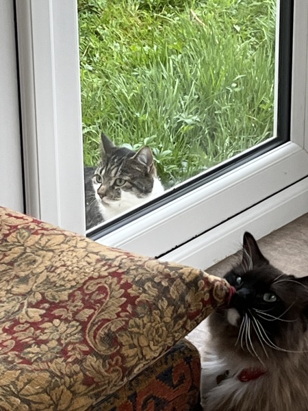 Visiting cat being a right pain!
