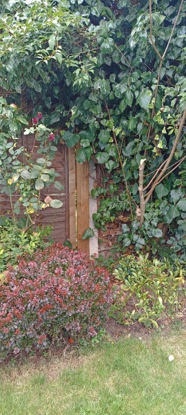 What to plant in this area?