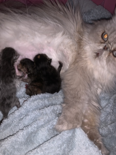 Anyone any experience of kittens born on separate days
