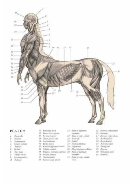 I have a question about centaur babies.