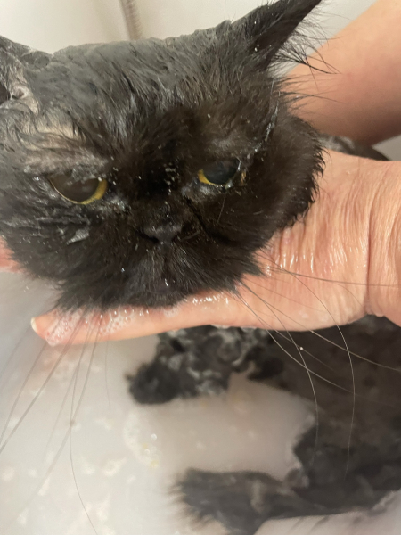 RIP darling Magic/Snorg.