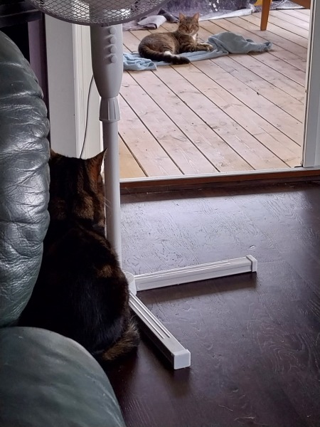 How do you recognise a stray?