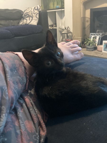 About new kitten?