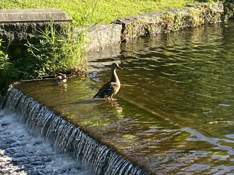 Come and tell me your dull and unexciting news 26: Calmly through the day 