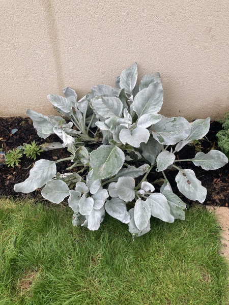 What do I need to do to this plant?