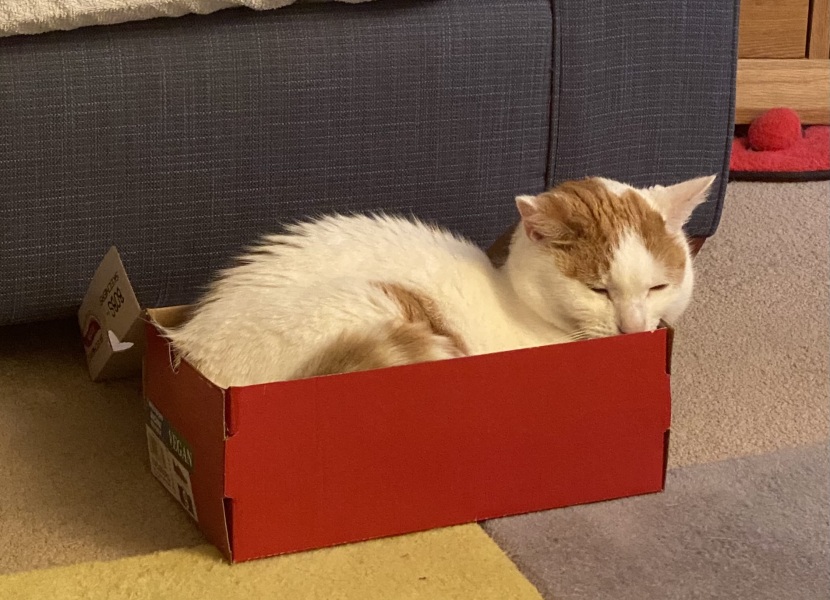 What's your pet doing right now?