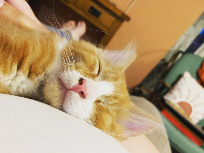 What makes you the best Cat parent/ butler/ slave, compared to others in your household?