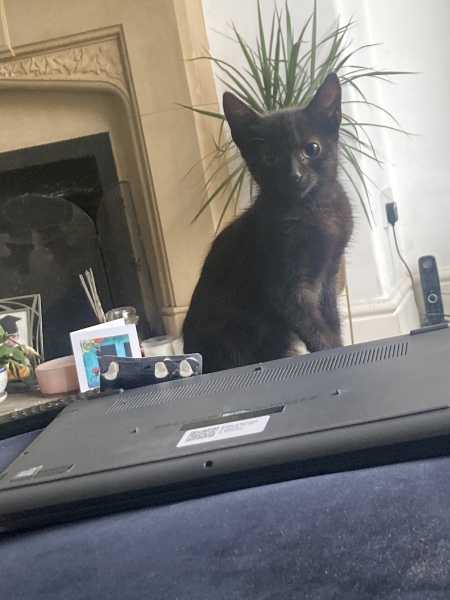 About new kitten?