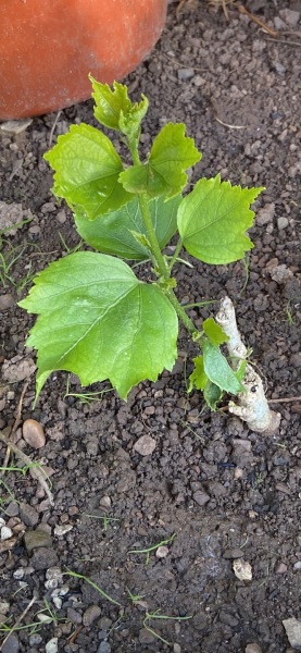 Can anyone identify this plant please?