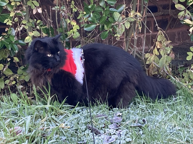 Further Adventures of the Excellent Cats