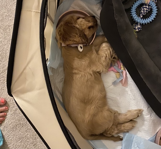 Puppy survival thread part 2
