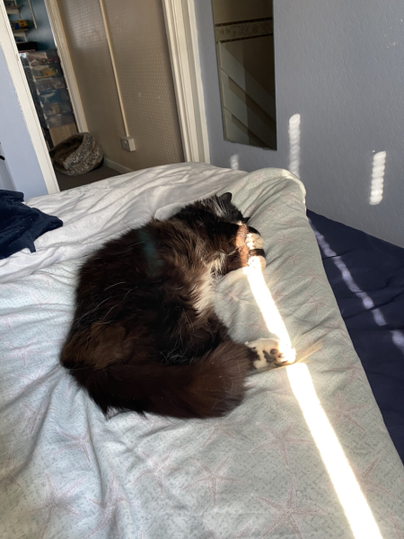 Cat sunbathing weather